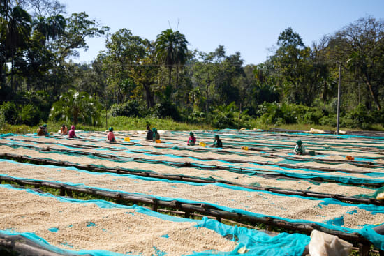 Ethiopia Limu- Organic