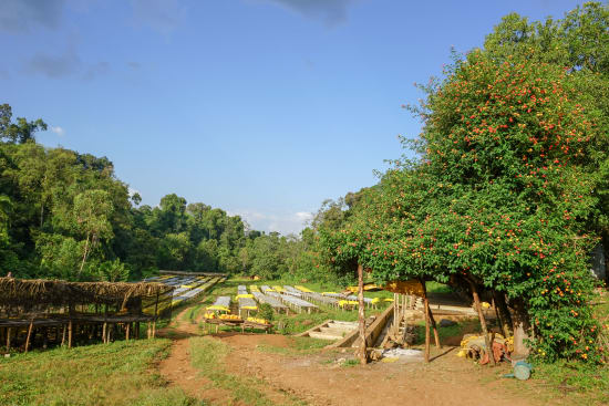 Ethiopia Limu- Organic