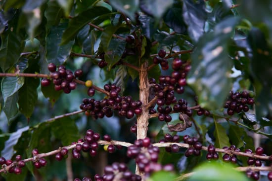 Guatemala HueHuetenango - Organic