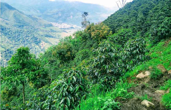 Colombia Tolima- Suave Organic